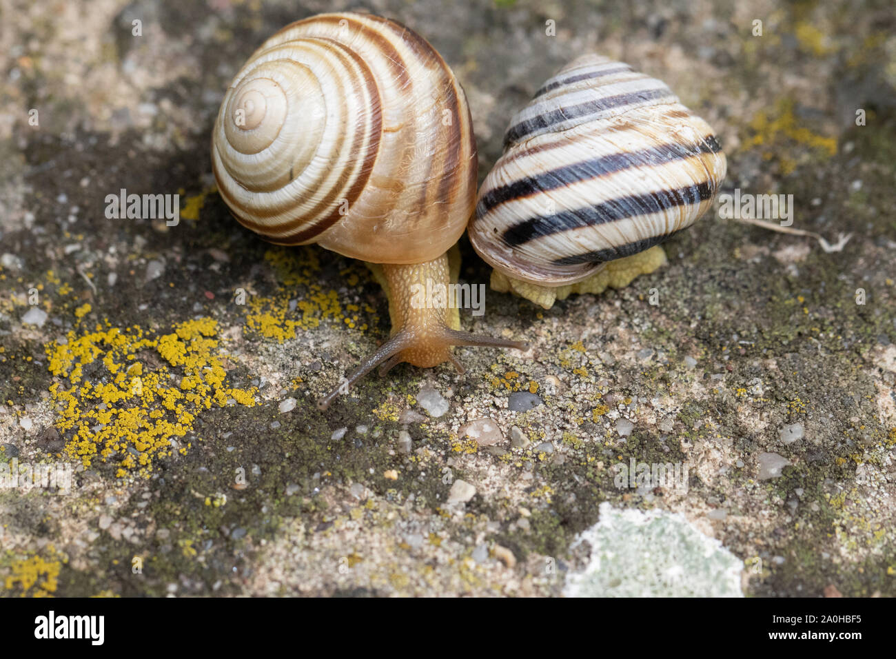 Mucus in sink hires stock photography and images Alamy