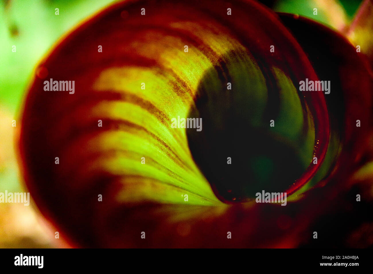 Close up of a spiral patterns in a birds of paradise leaf ( Strelitzia) Stock Photo