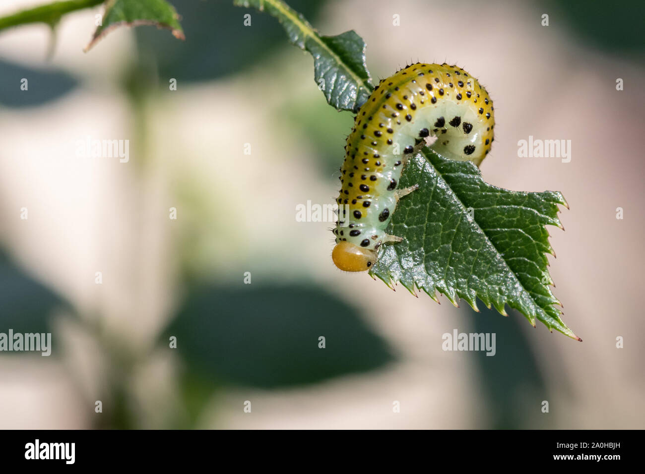Caterpillar of the Rosewood Sawfly (Arge rosae) on a rose leaf Stock Photo
