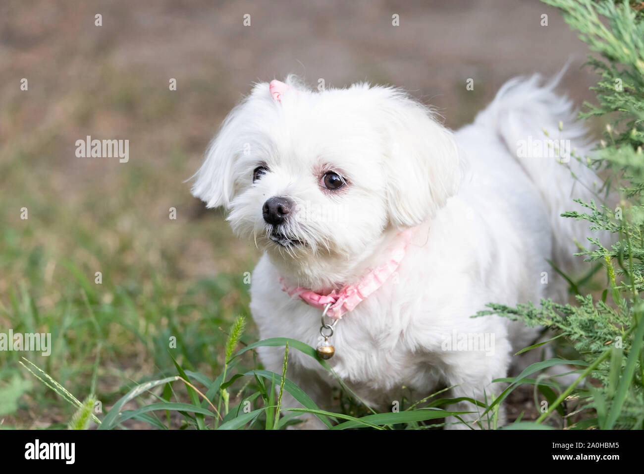 Little funny white dog with a pink collar walks in the green grass Stock Photo