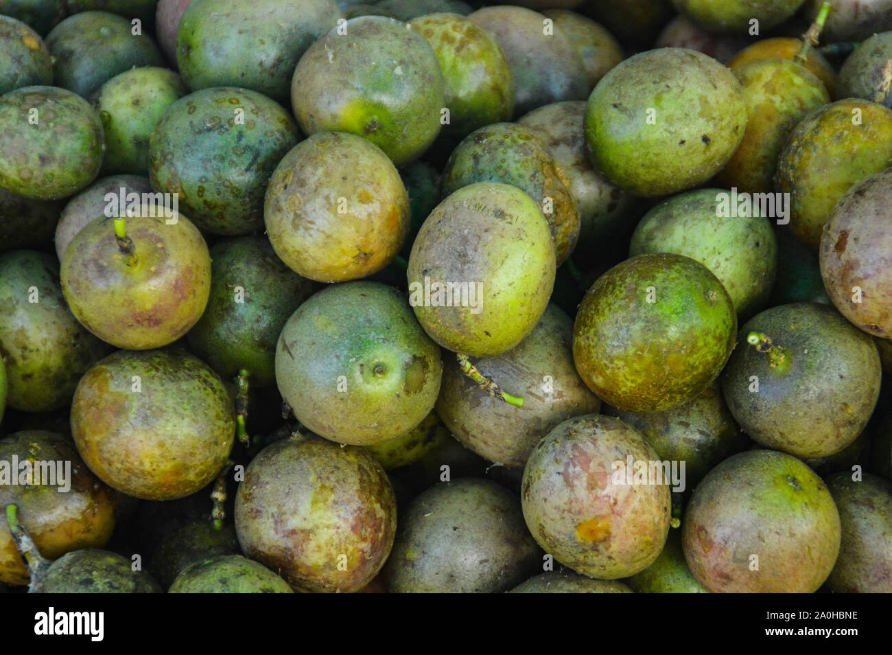 Indian Apple High Resolution Stock Photography And Images Alamy Indian Apple High Resolution Stock Photography And Images Alamy