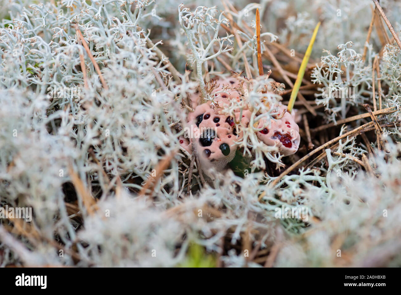 Hydnellum peckii - mushroom in mossy forest Stock Photo