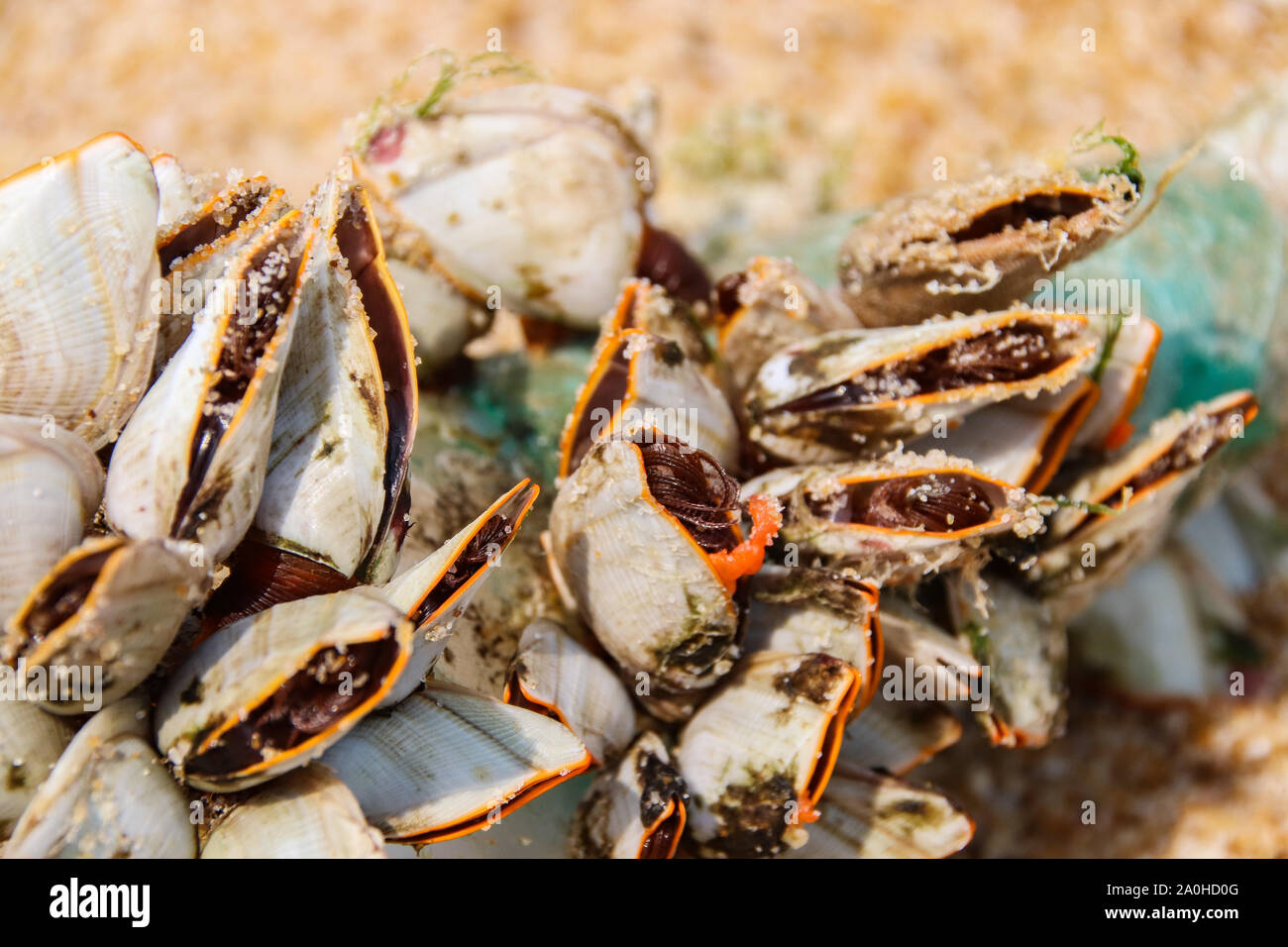 Close up shot of goose barnacles (Lepas anatifera) Stock Photo