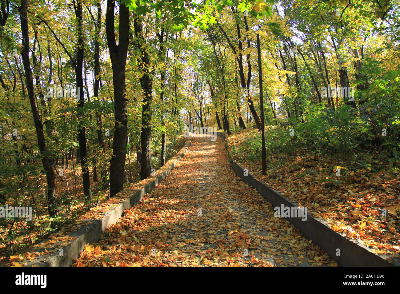 Curved and old park path, covered with yellow leaves. Golden autumn in ...