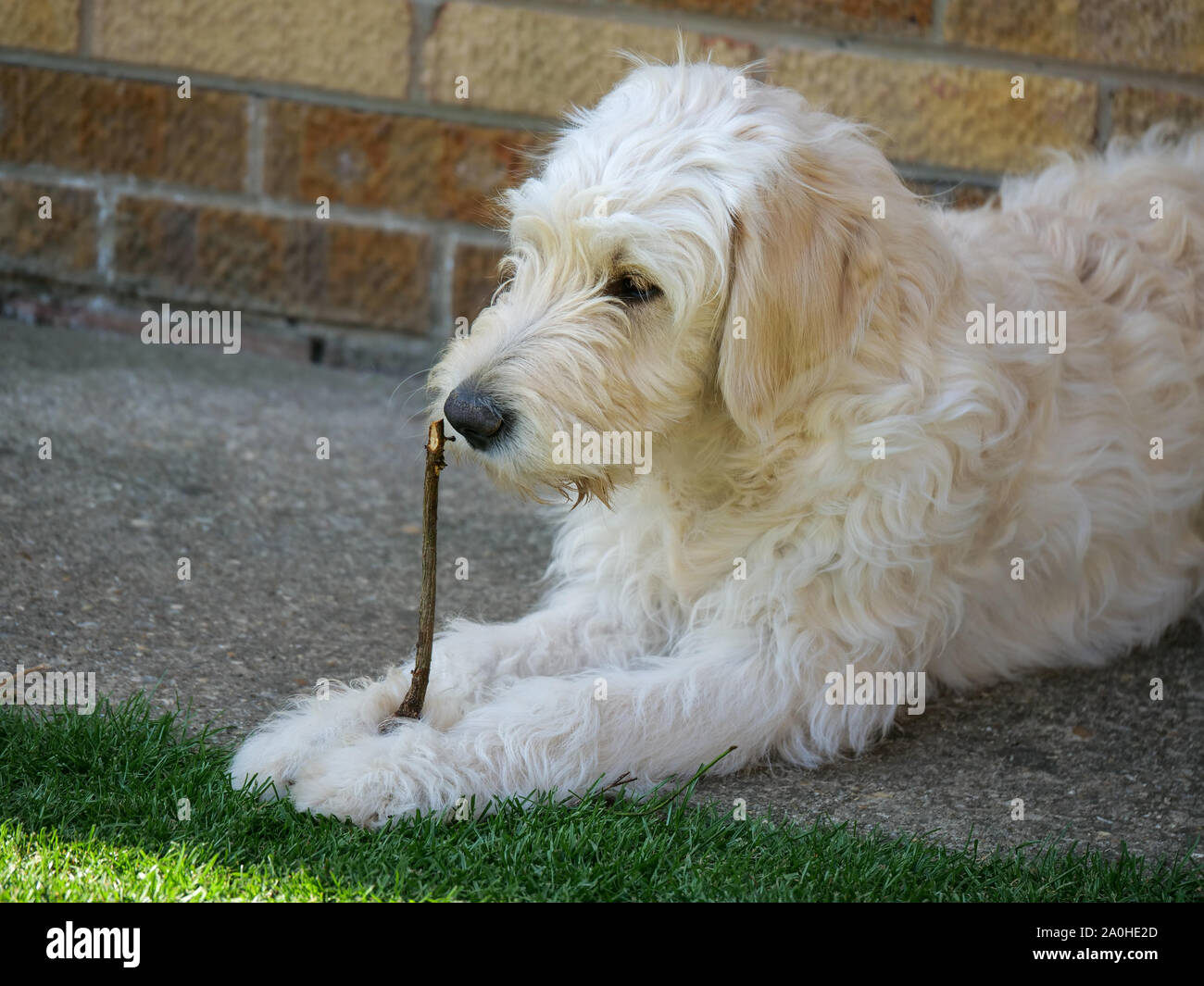 wiry goldendoodle