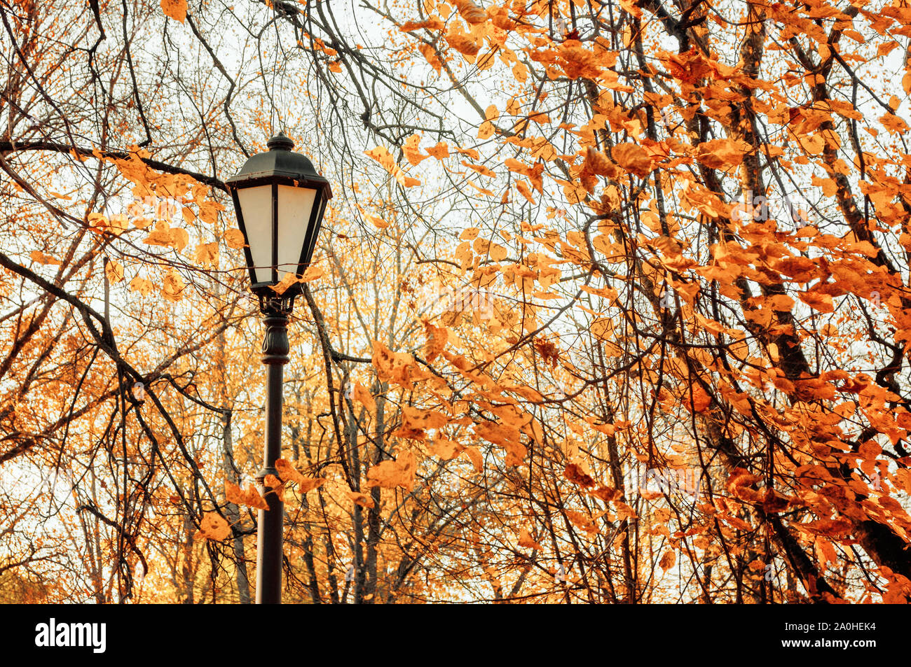Autumn park landscape - orange colorful autumn trees and metal lantern on the background of yellowed autumn leaves in the park Stock Photo
