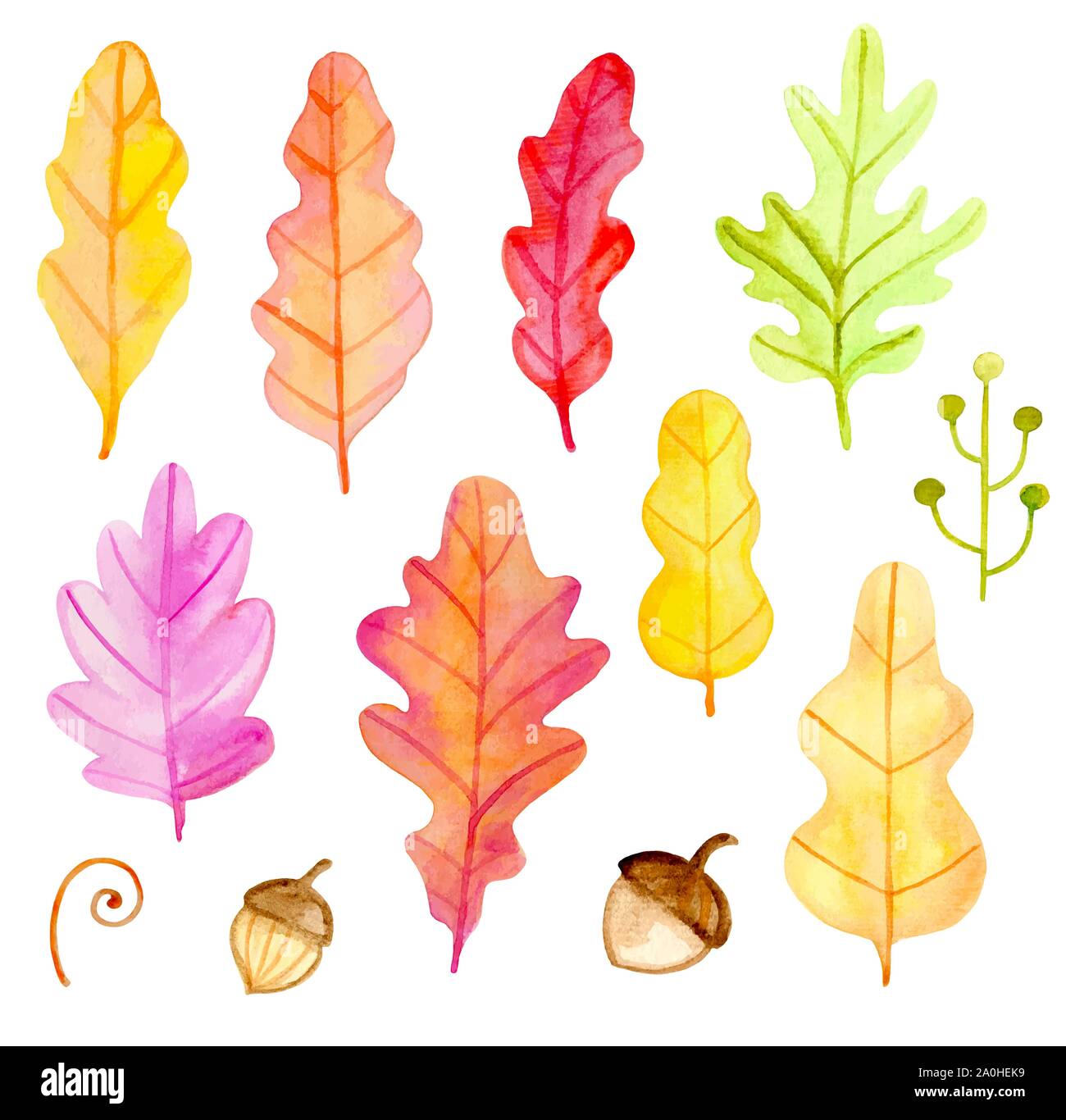 Set of vector watercolor oak leaves and acorns on a white background. Hand drawn botanical autumn design elements. Stock Vector