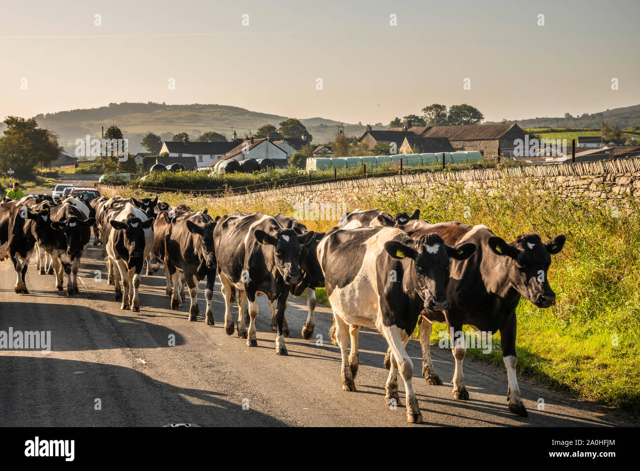 Cattle walking to the field in Lowick, Cumbria Stock Photo