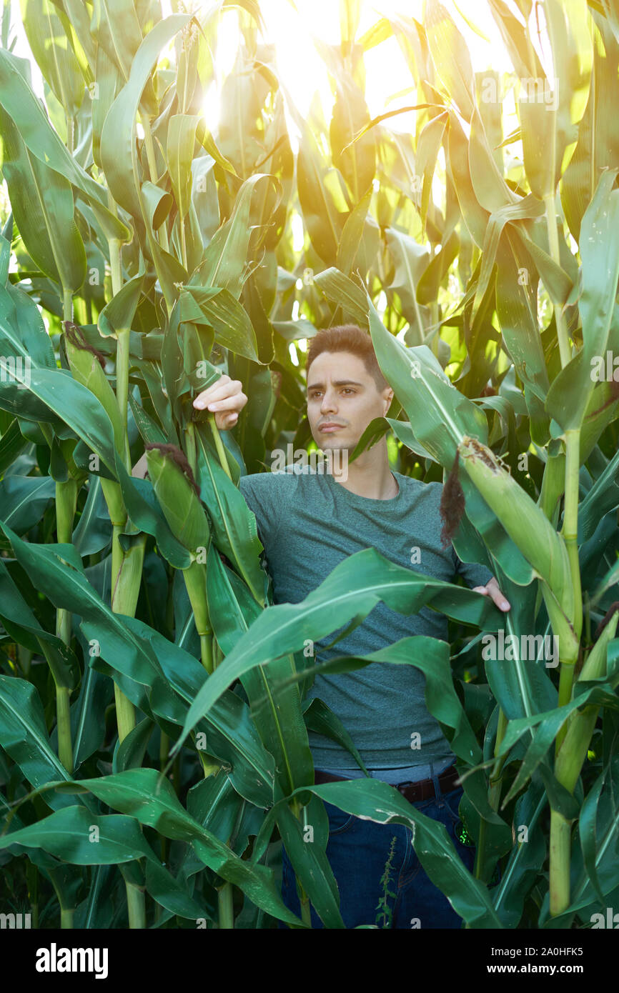 Young man contemplating life on the interior of a corn field Stock Photo