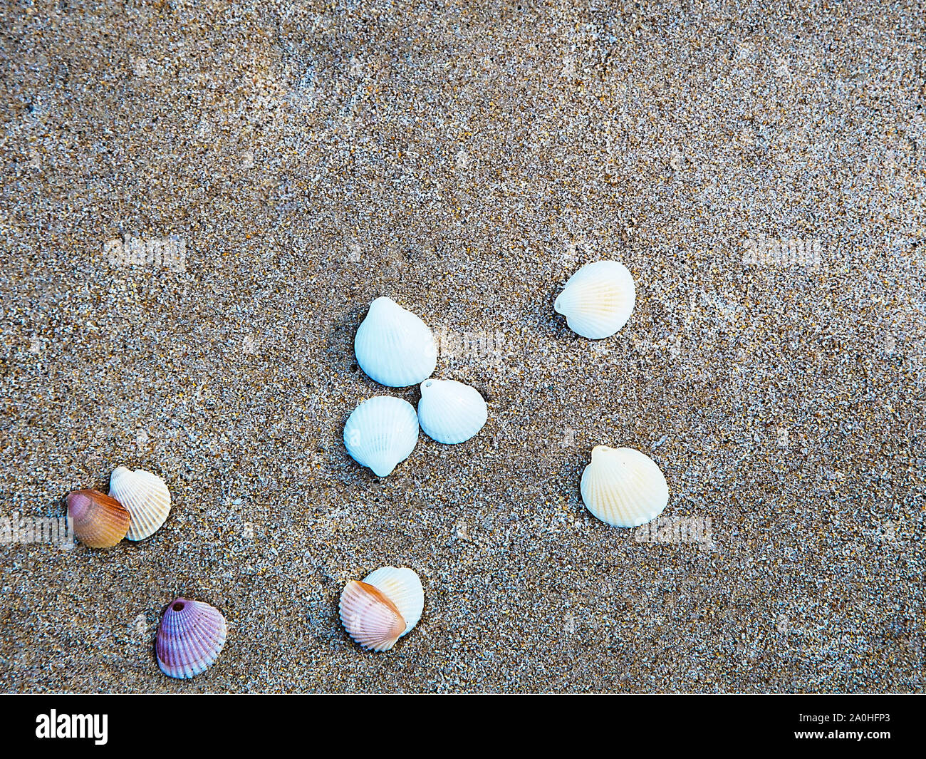 White shells on a sand background. Summer beach background. Stock Photo