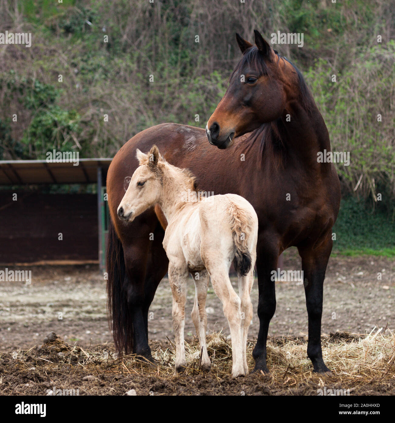 Horses Mare and foal CANON EOS 5D mktII F4.5 ISO400 EF L 100-400 mm Stock Photo