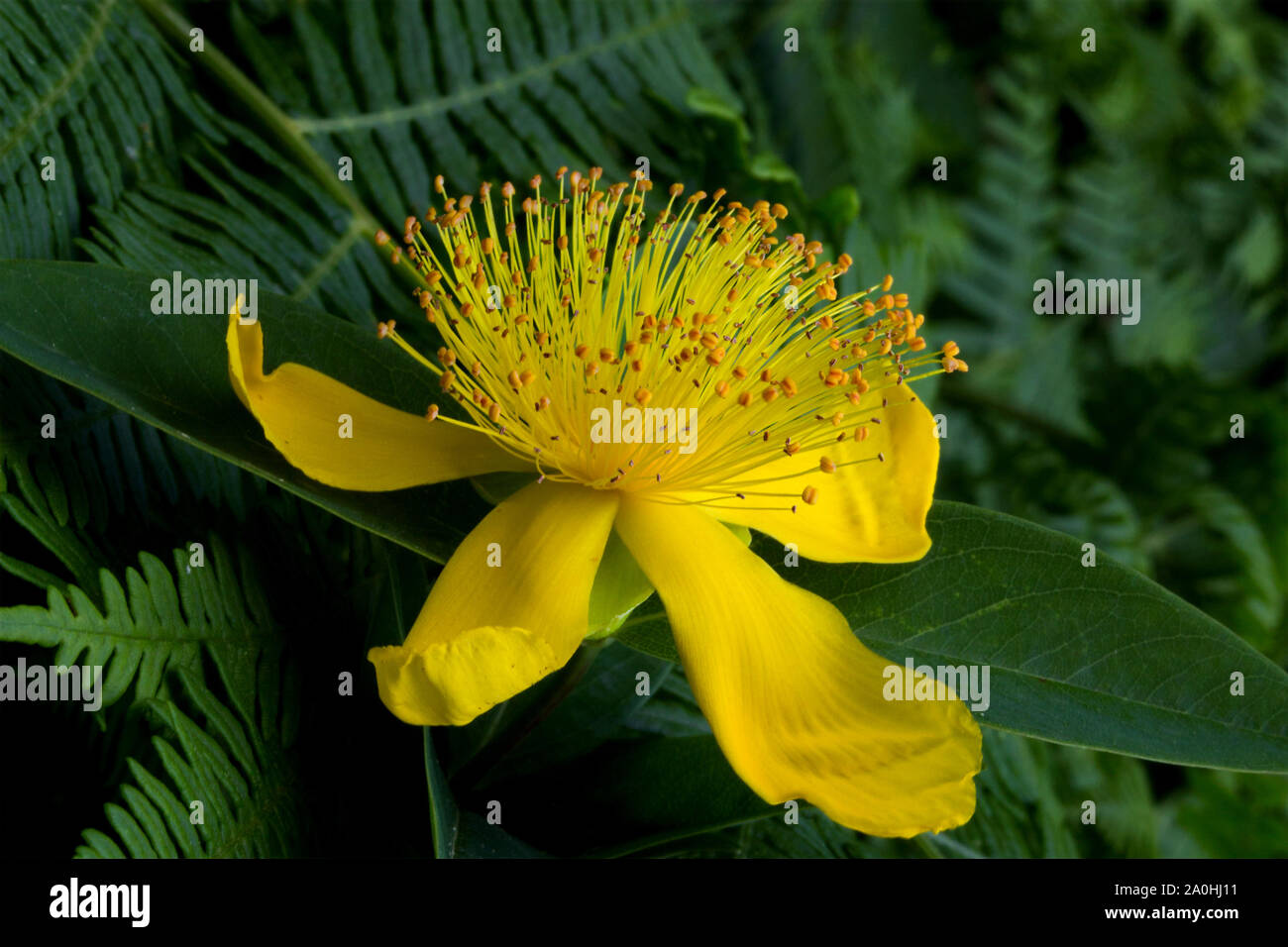 Close up of Tutsan - Hypericum Androsaemum flower between fern leaves. Also known as sweet-amber plant. Stock Photo