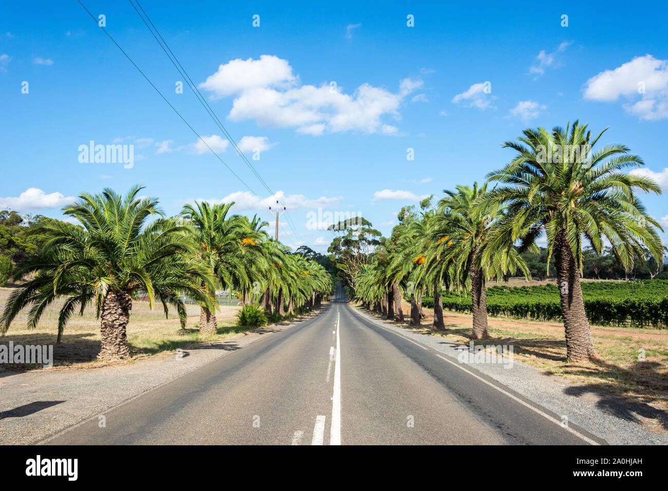 Seppeltsfield road lined with huge palm trees in Barossa Valley, South Australia. Stock Photo