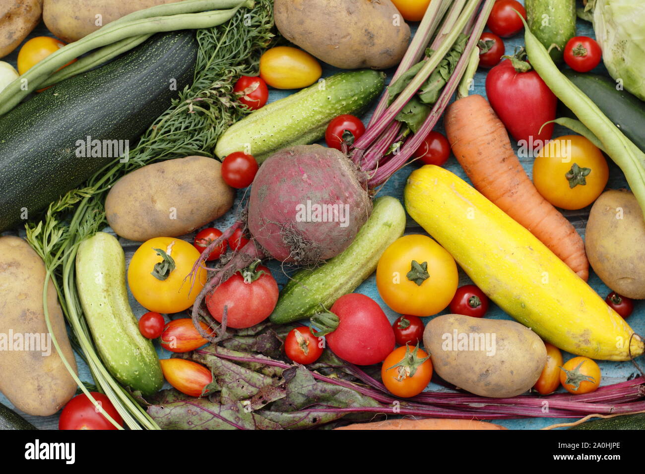 Freshly harvested homegrown organic vegetables including courgette, green beans, beetroot, carrot, potatoes, tomatoes, cucumber and cabbage. UK Stock Photo