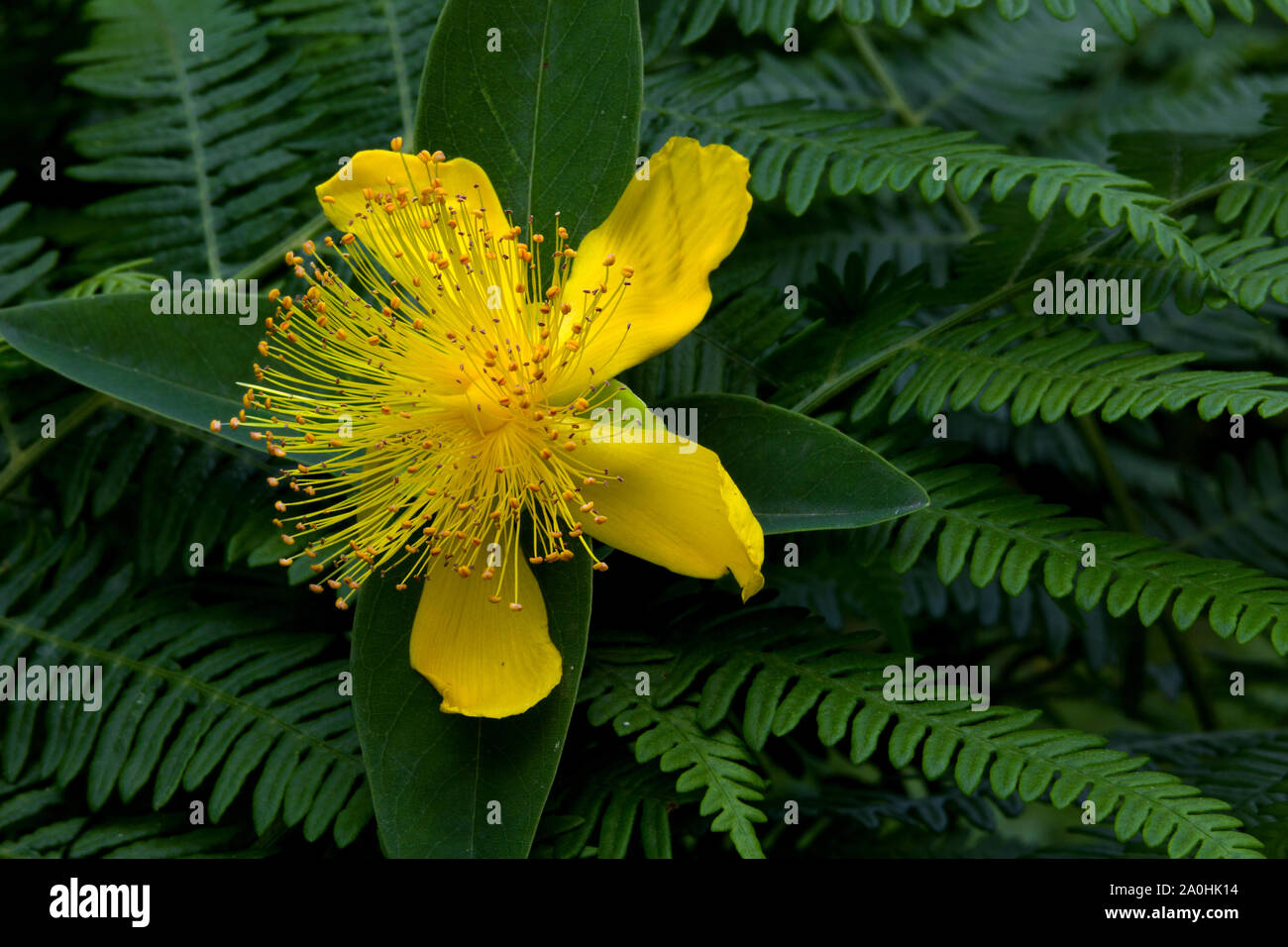 Close up of Tutsan - Hypericum Androsaemum flower between fern leaves. Also known as sweet-amber plant. Stock Photo