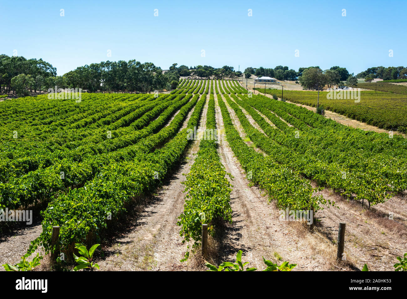 Winery in Barossa Valley in South Australia. Stock Photo