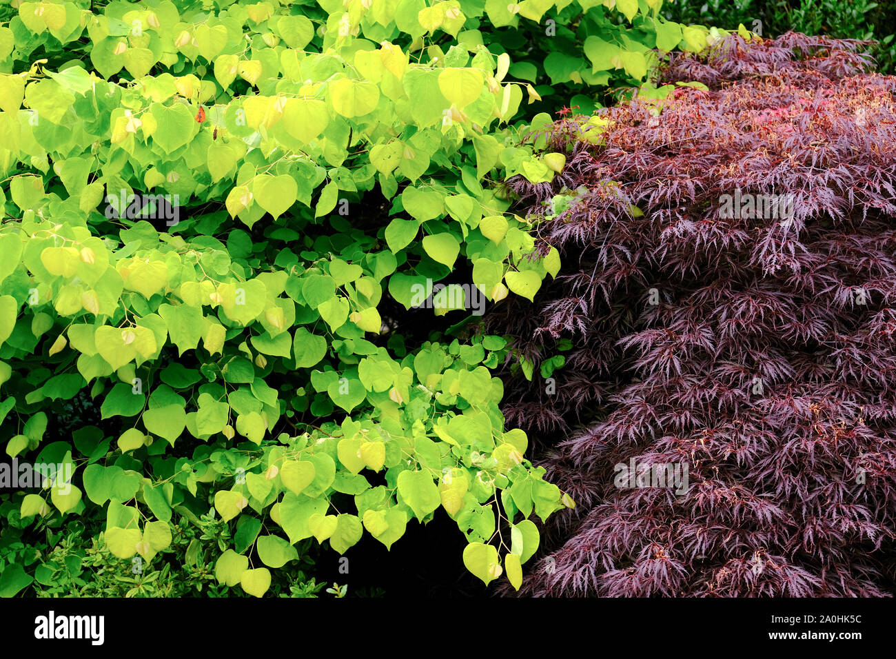 two different types of coloured leaves on trees Stock Photo Alamy