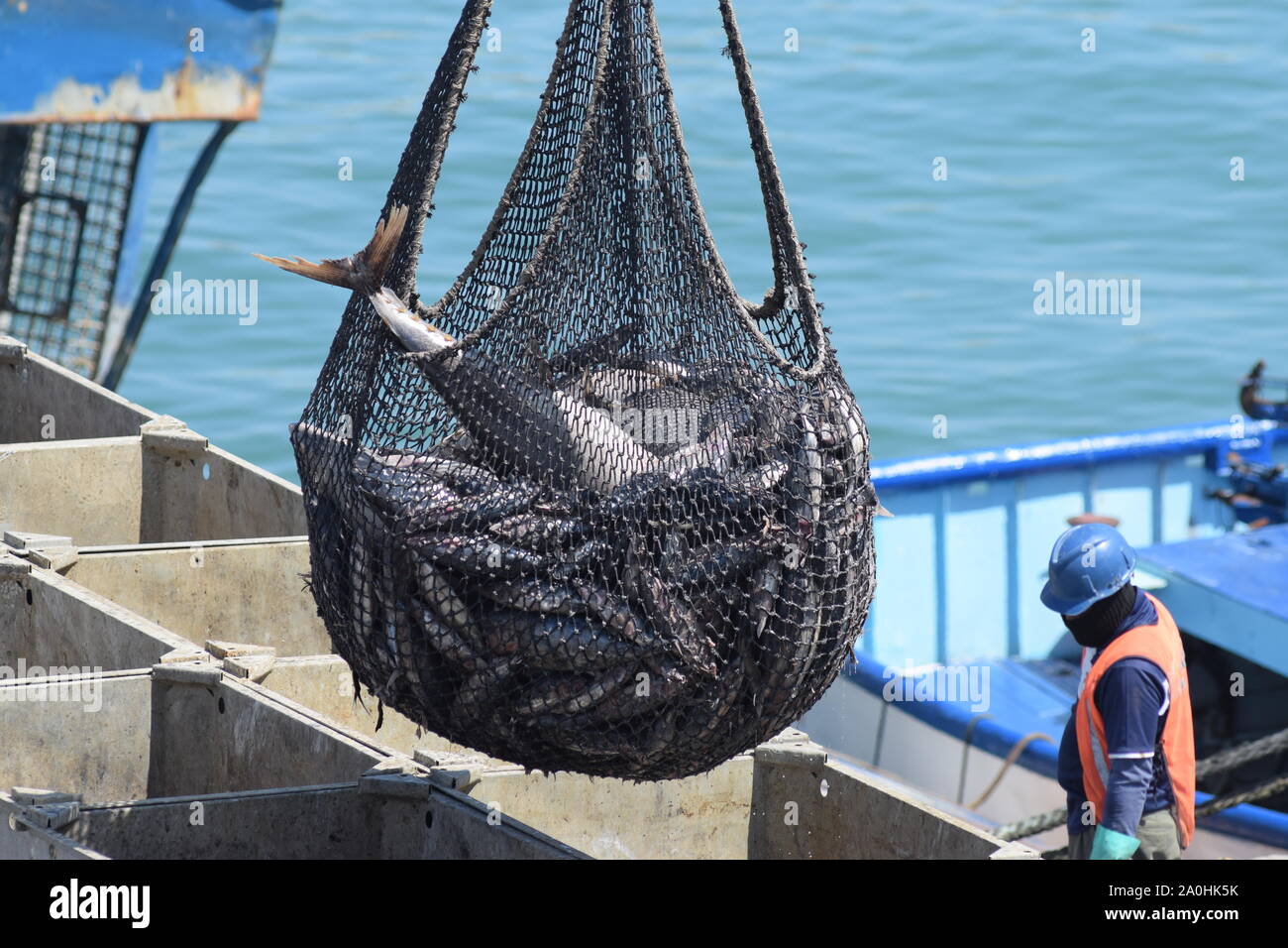 Landing Tuna fish in Manta, Ecuador Stock Photo