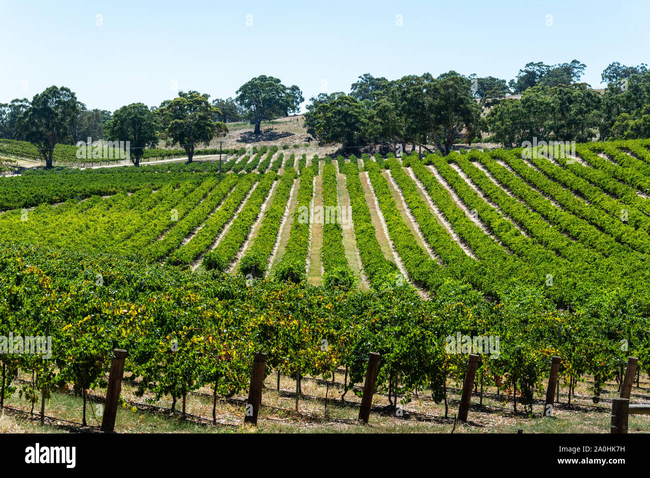 Winery in Barossa Valley in South Australia. Stock Photo