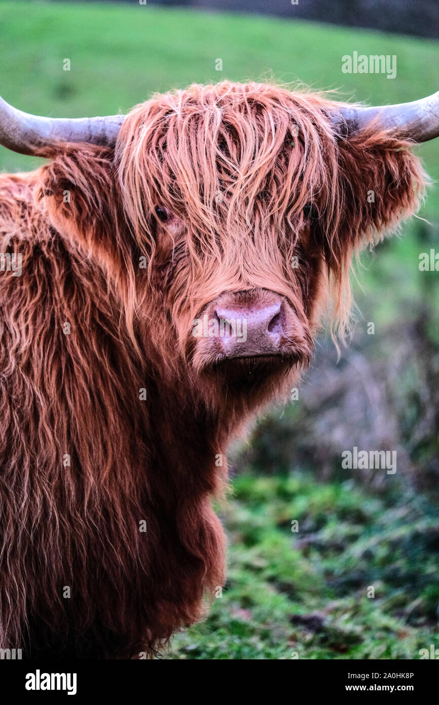 head of male highland cattle with horns Stock Photo