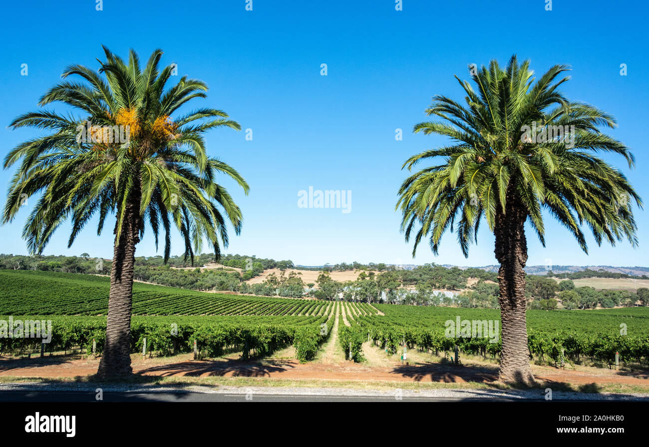 Winery in Barossa Valley in South Australia, with palm trees. Stock Photo