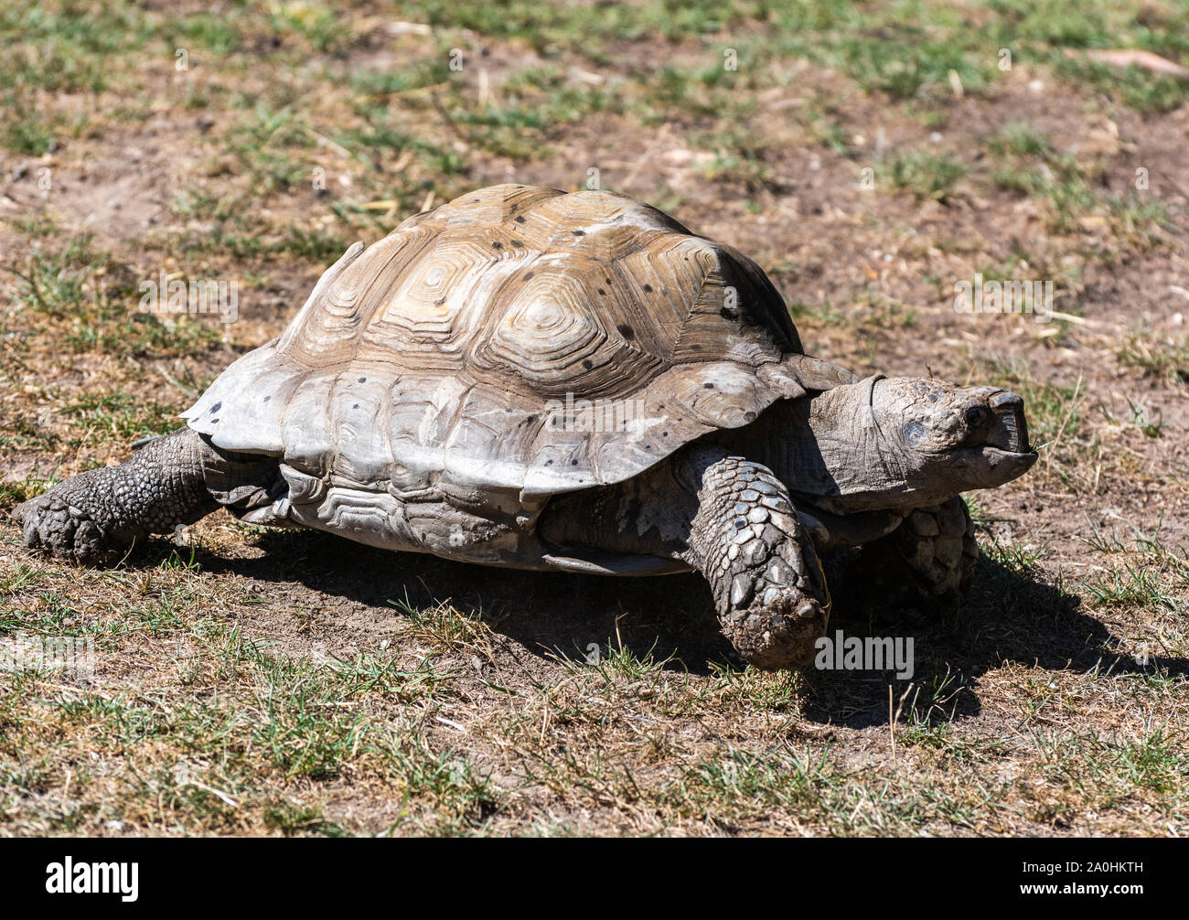 Burmese Brown Tortoise (Manouria emys emys). Stock Photo
