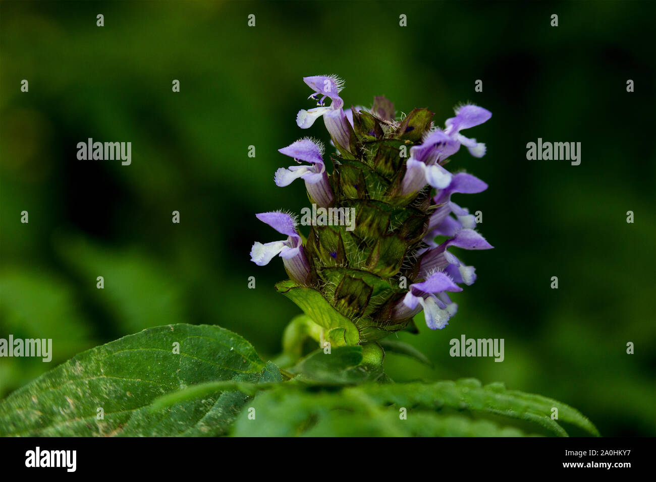 Prunella Vulgaris known as Self-Heal Flowers on green background. Attached to Boston Fern bush leaves. Stock Photo