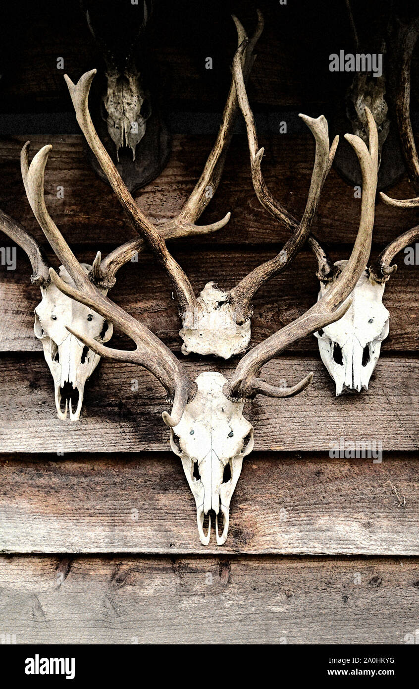the skulls of deer fixed to a wooden wall Stock Photo