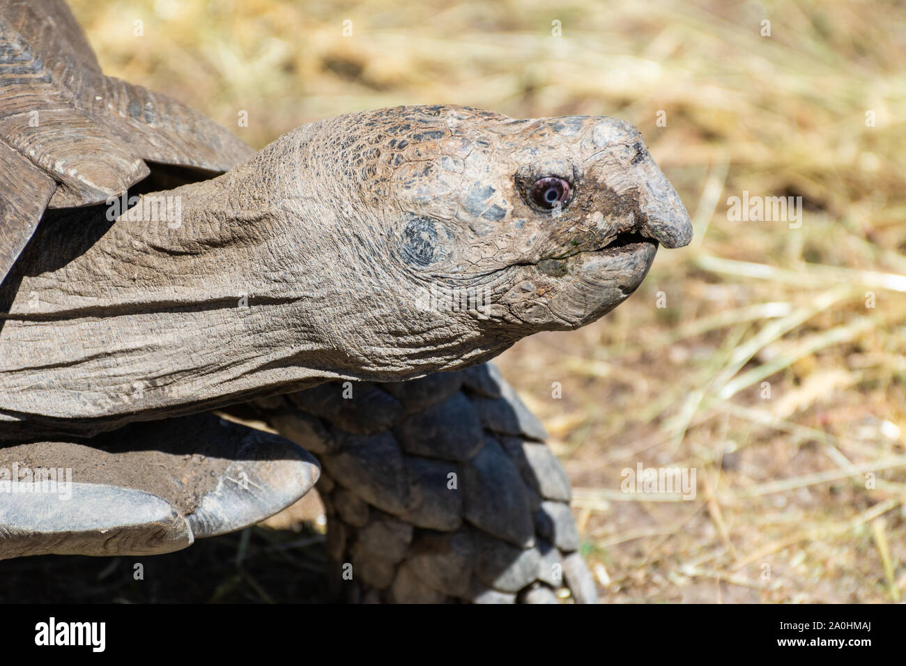 Head of Burmese Brown Tortoise (Manouria emys emys). Stock Photo