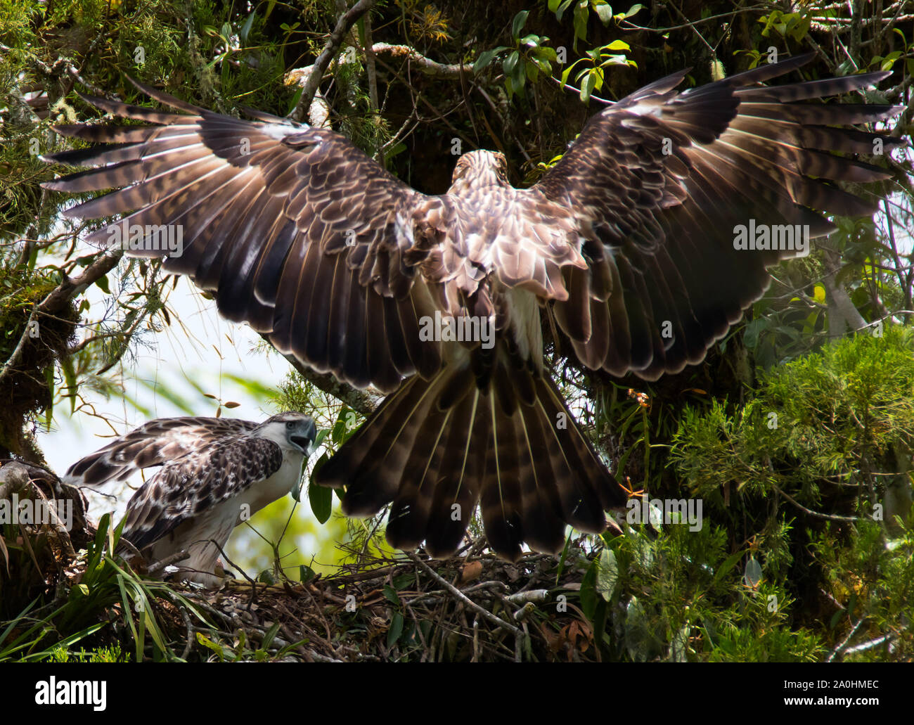 An adult Philippine Eagle with open wingspan descends to its nest with prey for the juvenile fledgeling awaiting food.Philippine Eagles are amongst the rarest Eagles.Endemic to the Philippines it is regarded as critically endangered by the IUCN Red List of Threatened Species.Loss of habitat due to deforestation is considered as a major factor in the decline of the species. Stock Photo