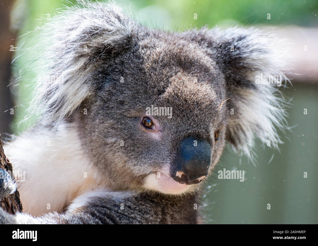 Portrait of a koala. Stock Photo