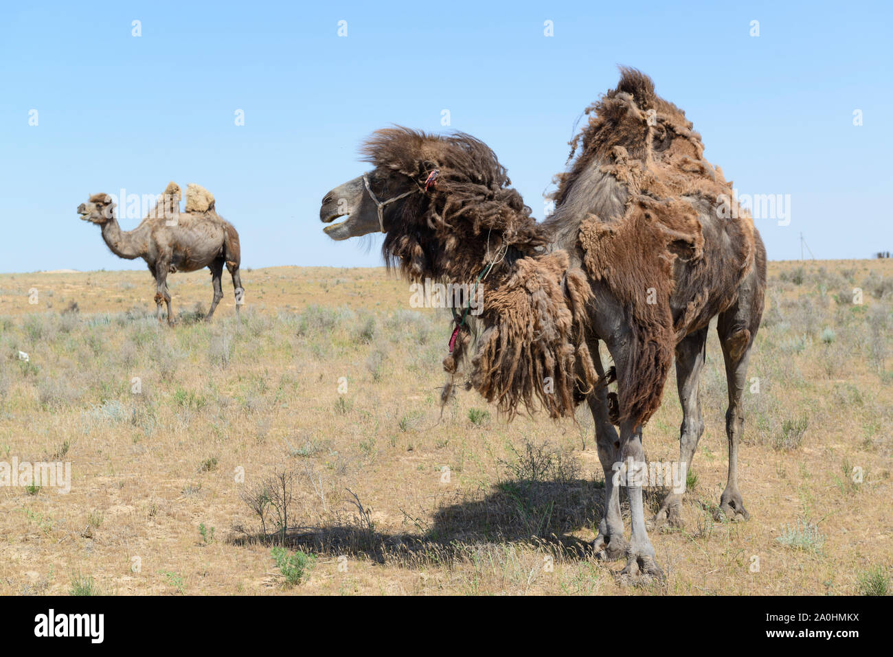 Bactrian camel in Kazakhstan, most of them losing their thick fur after winter Stock Photo