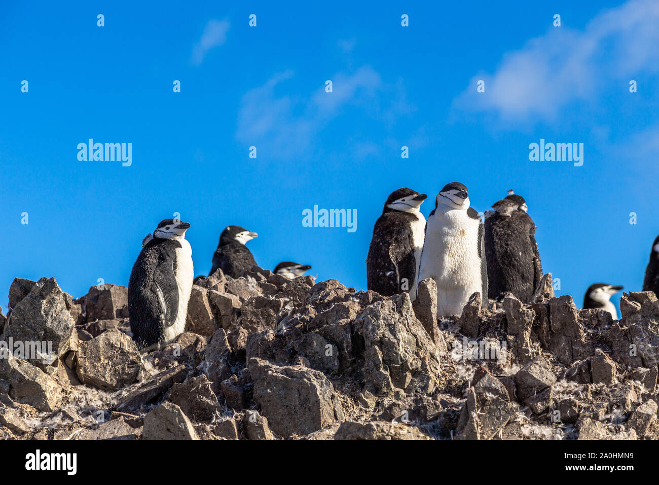 Large flock of chinstrap penguins standing on the rocks with snow mountain in the background, Half Moon island, Antarctic peninsula Stock Photo