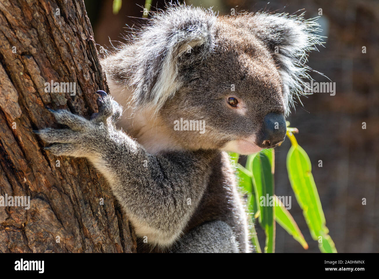 Koala on eucalyptus tree in Australia. Stock Photo