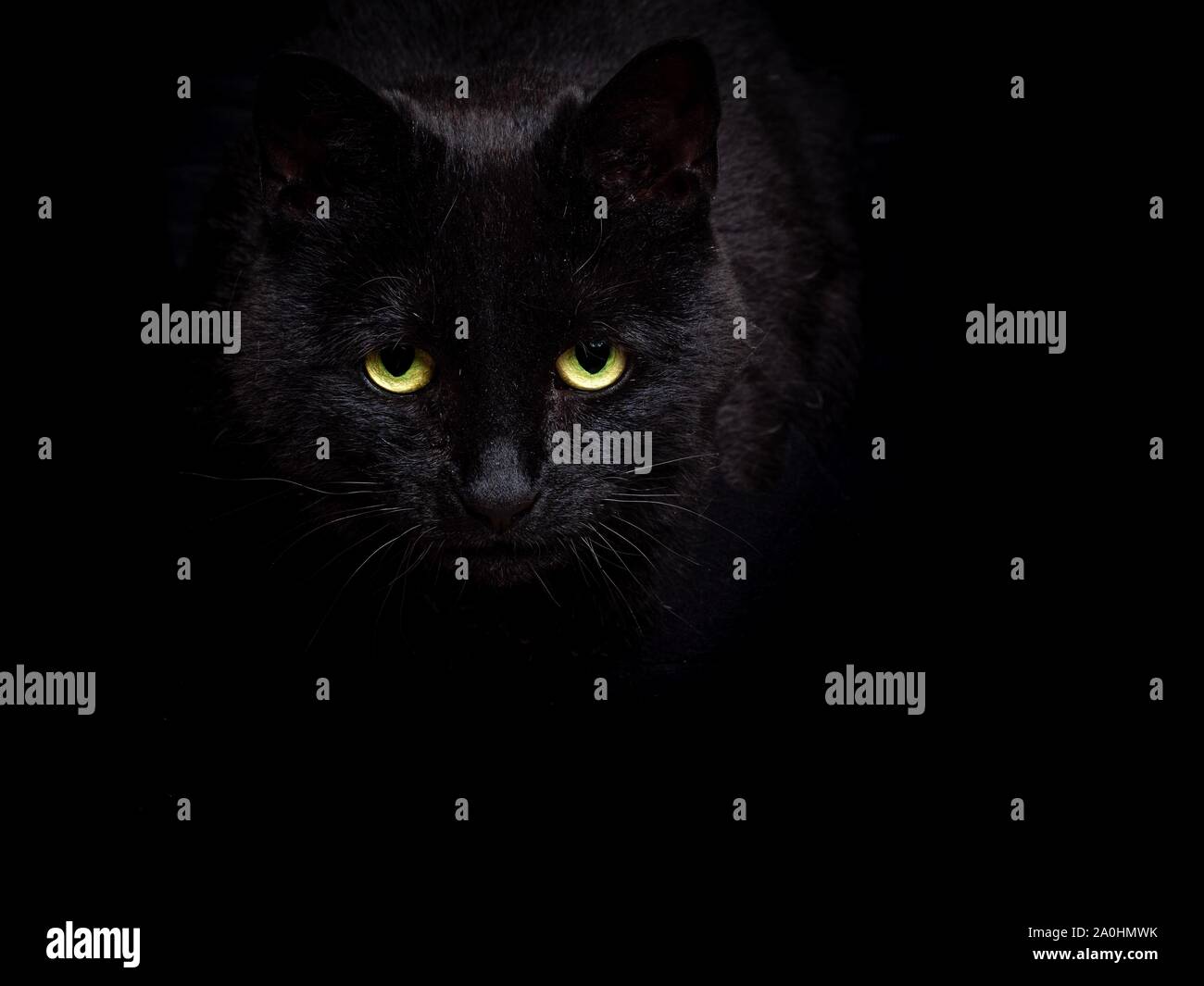 A prowling black cat against a black background Stock Photo