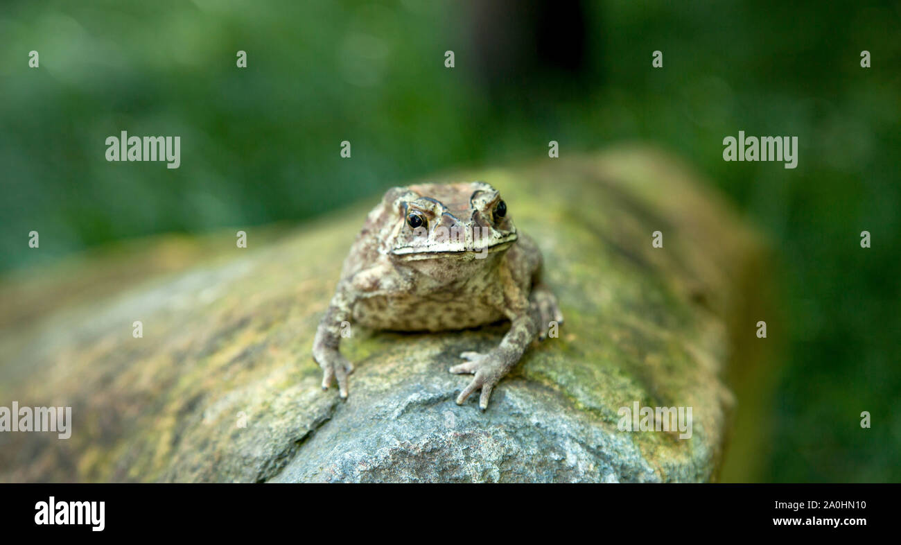 Close up of an Amphibian Toad Reptile sitting on a moldy rock in a