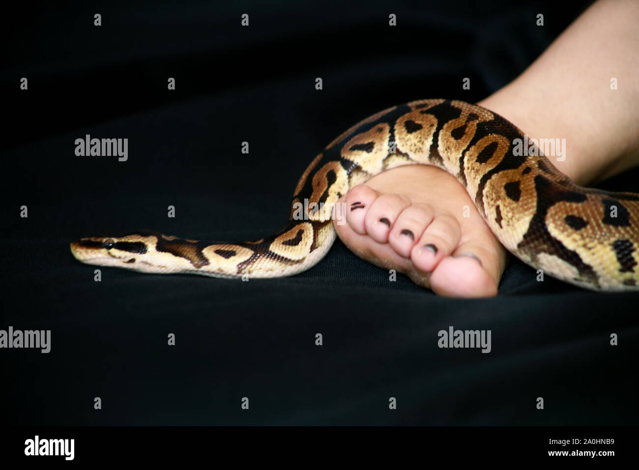 Leg with Royal Python snake. Ball Python slithering on female foot and ...