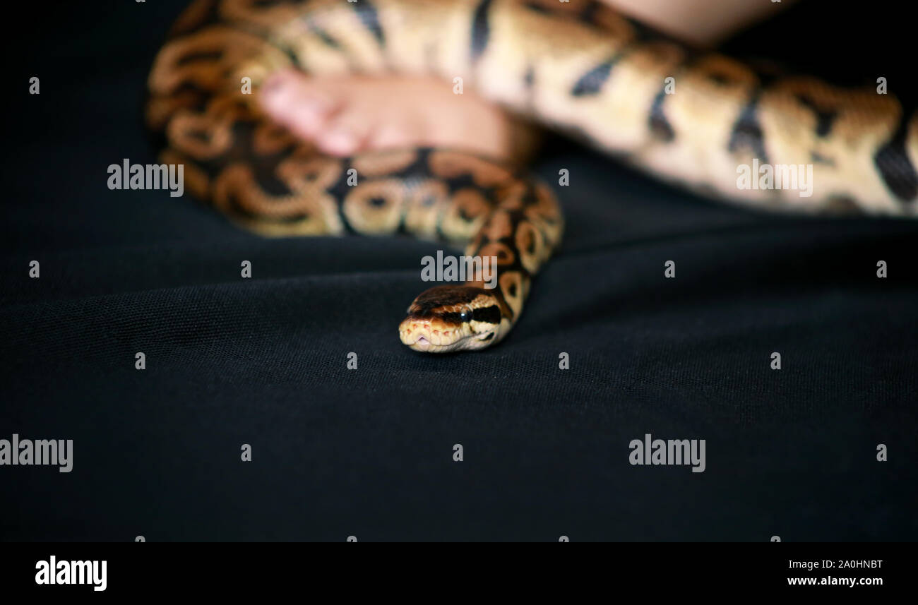 Leg with Royal Python snake. Ball Python slithering on female foot and ...