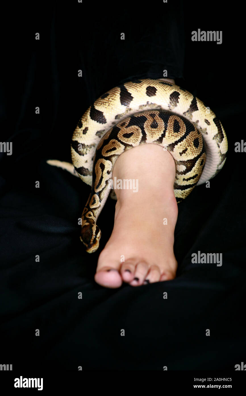 Leg with Royal Python snake. Ball Python slithering and crawling around ...