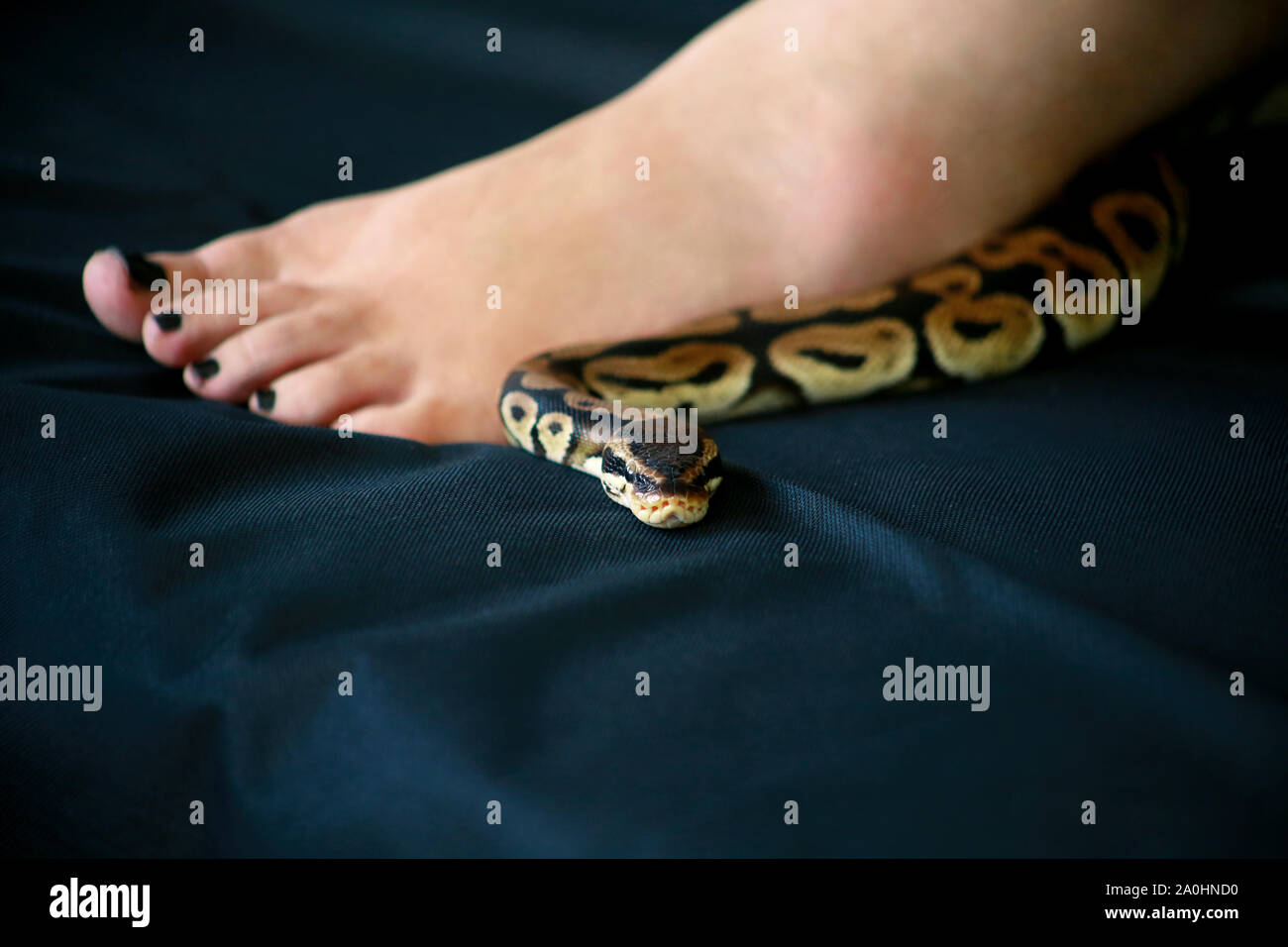 Female leg with Royal Python snake. Ball Python slithering across black ...