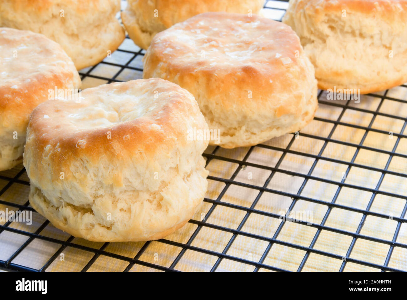 Buttermilk Biscuits Hodgetwins