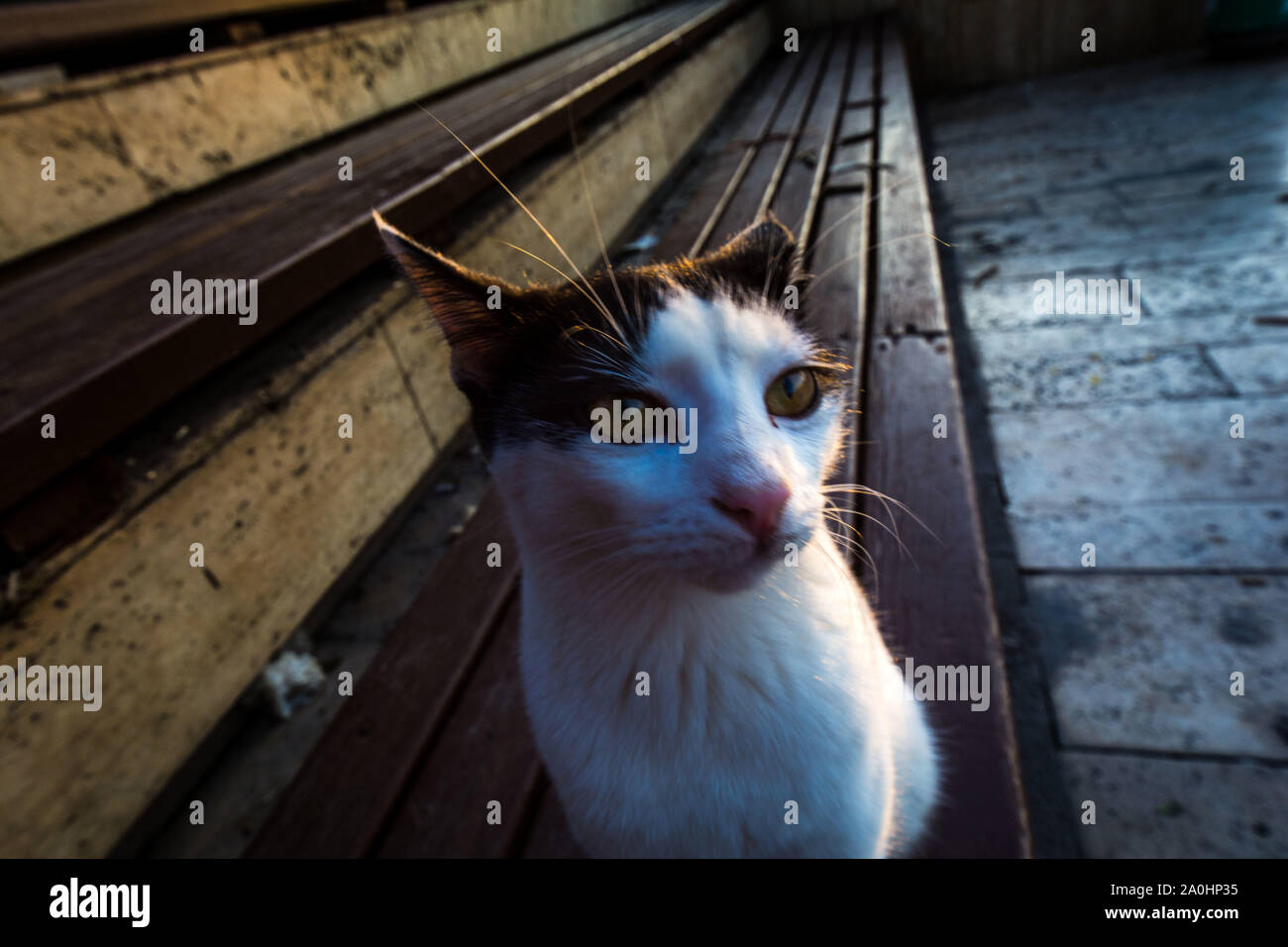 cat in the street Stock Photo - Alamy