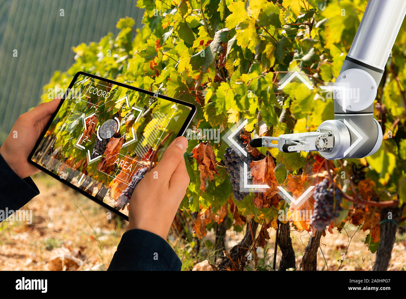 Farmer uses a digital tablet to control robot on a vineyard. Smart farming concept. Stock Photo