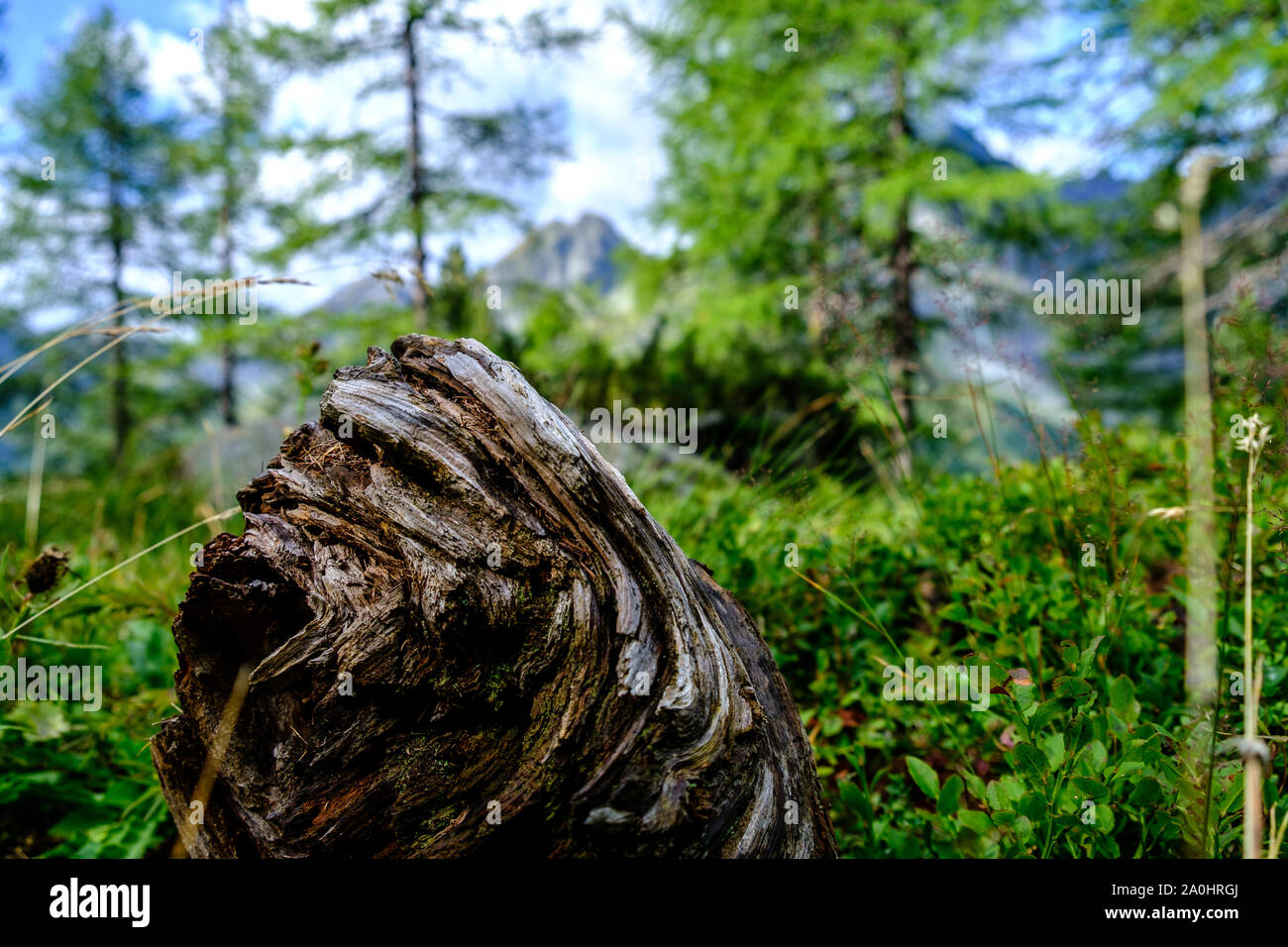 Old wood. Forest landscape Stock Photo