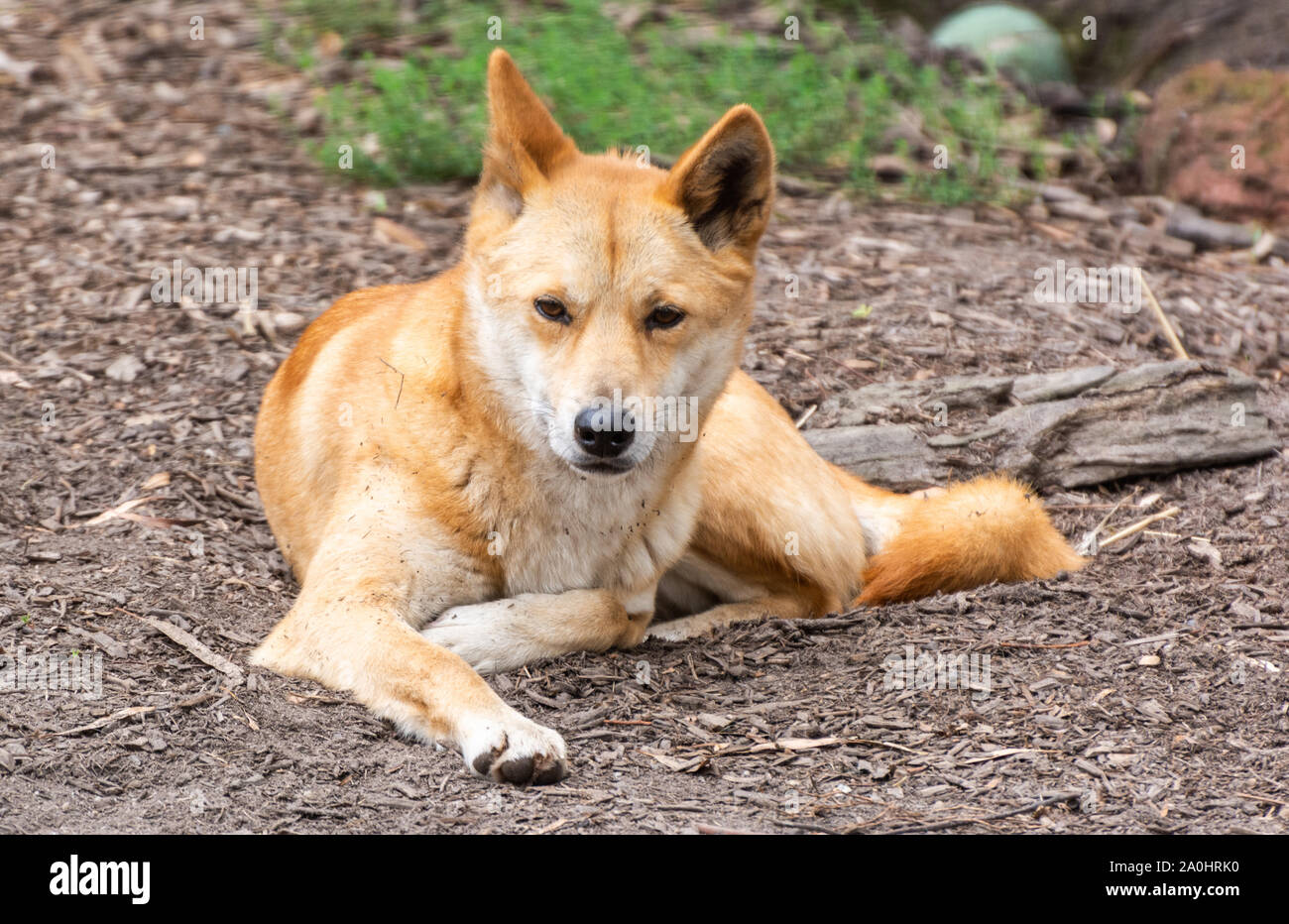 Dingo dog (Lupus Dingo) in Australia Stock Photo - Alamy