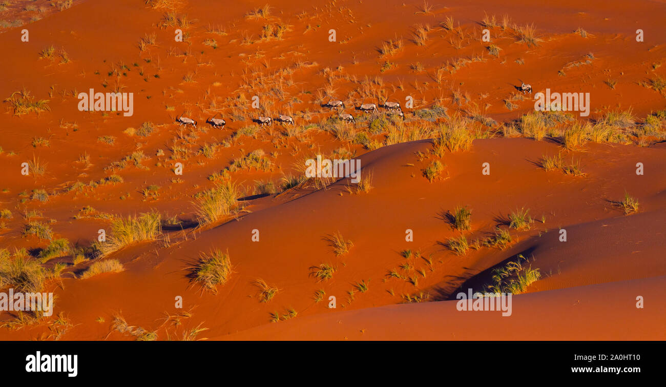 Gemsbok or gemsbuck (Oryx gazella), Namib Desert, Namibia, Africa Stock ...