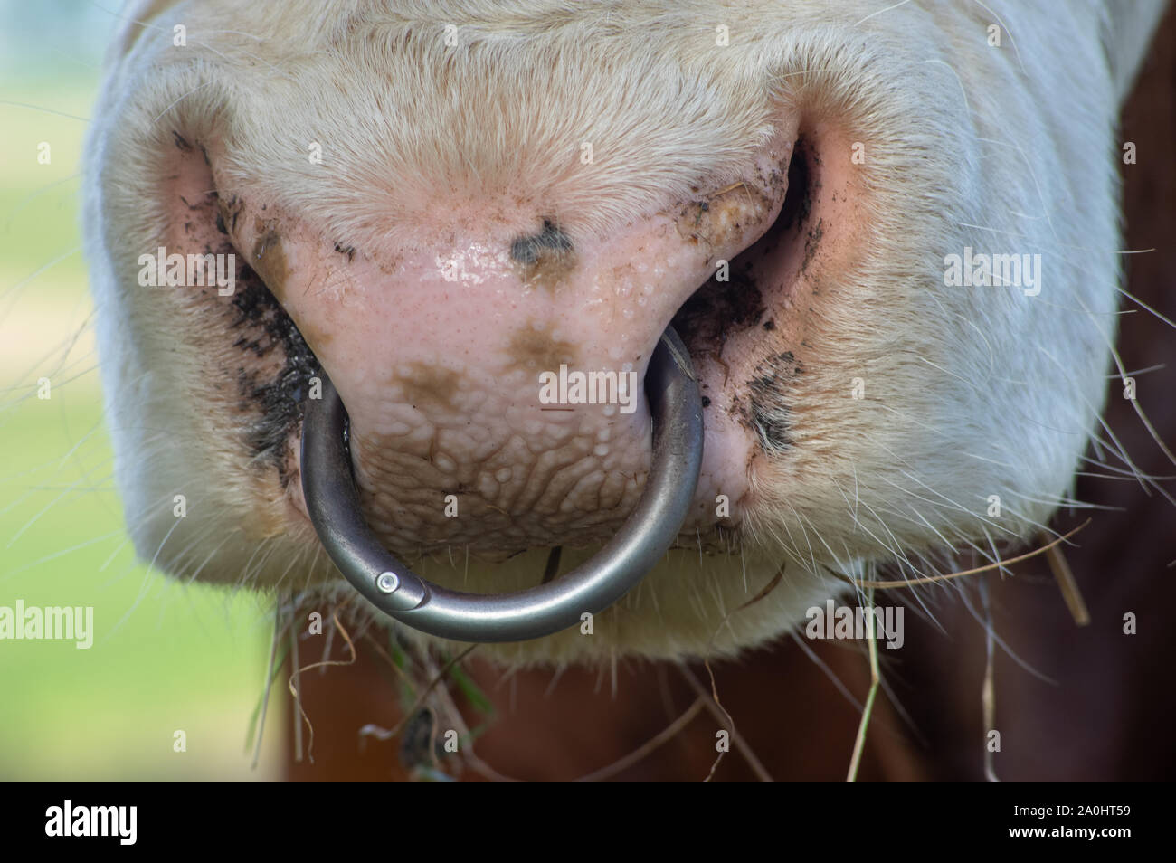 nose ring in the snout of dairy cattle Stock Photo