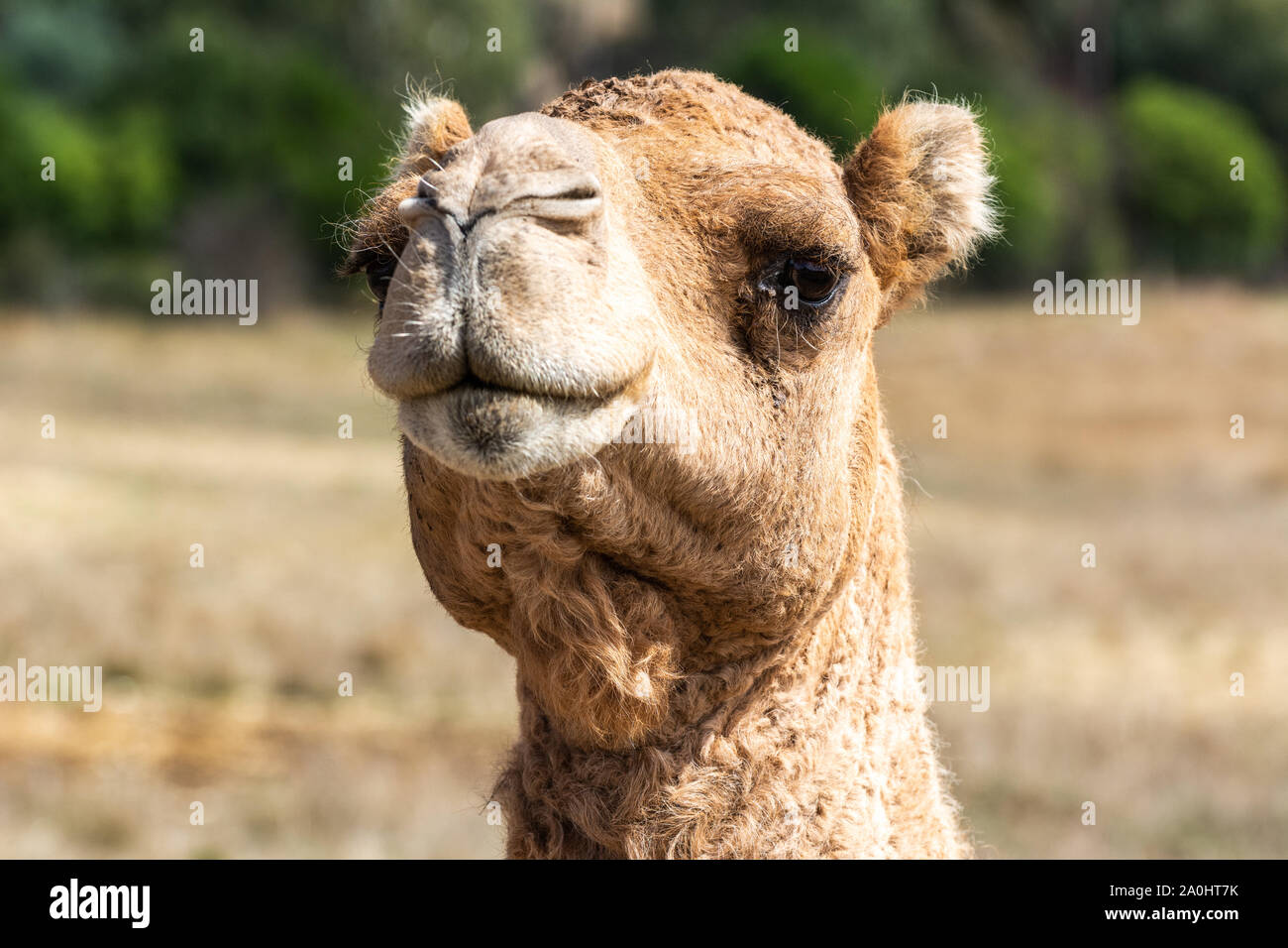 Portrait of a camel (Camelus dromedarius) in Australia Stock Photo Alamy