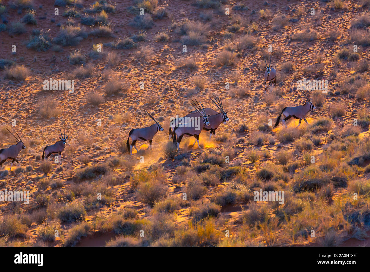 Gemsbok or gemsbuck (Oryx gazella), Namib Desert, Namibia, Africa Stock ...