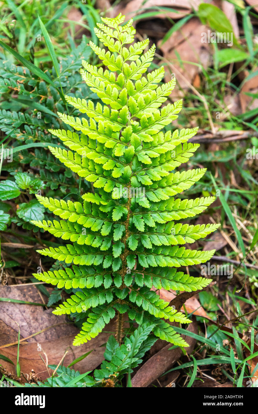Fern plant in Australian rainforest. Stock Photo